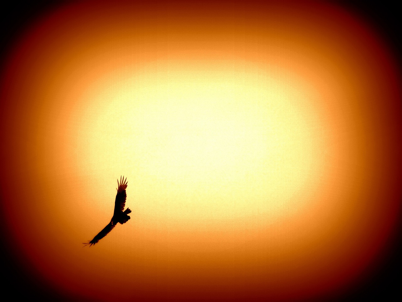 eagle-57230_1280.jpg