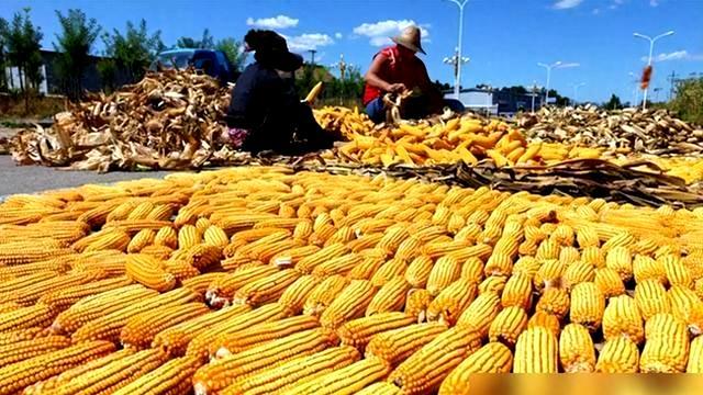 王亚平从太空带回的玉米种子结果了！太空种子产量能超以前种子吗-9.jpg