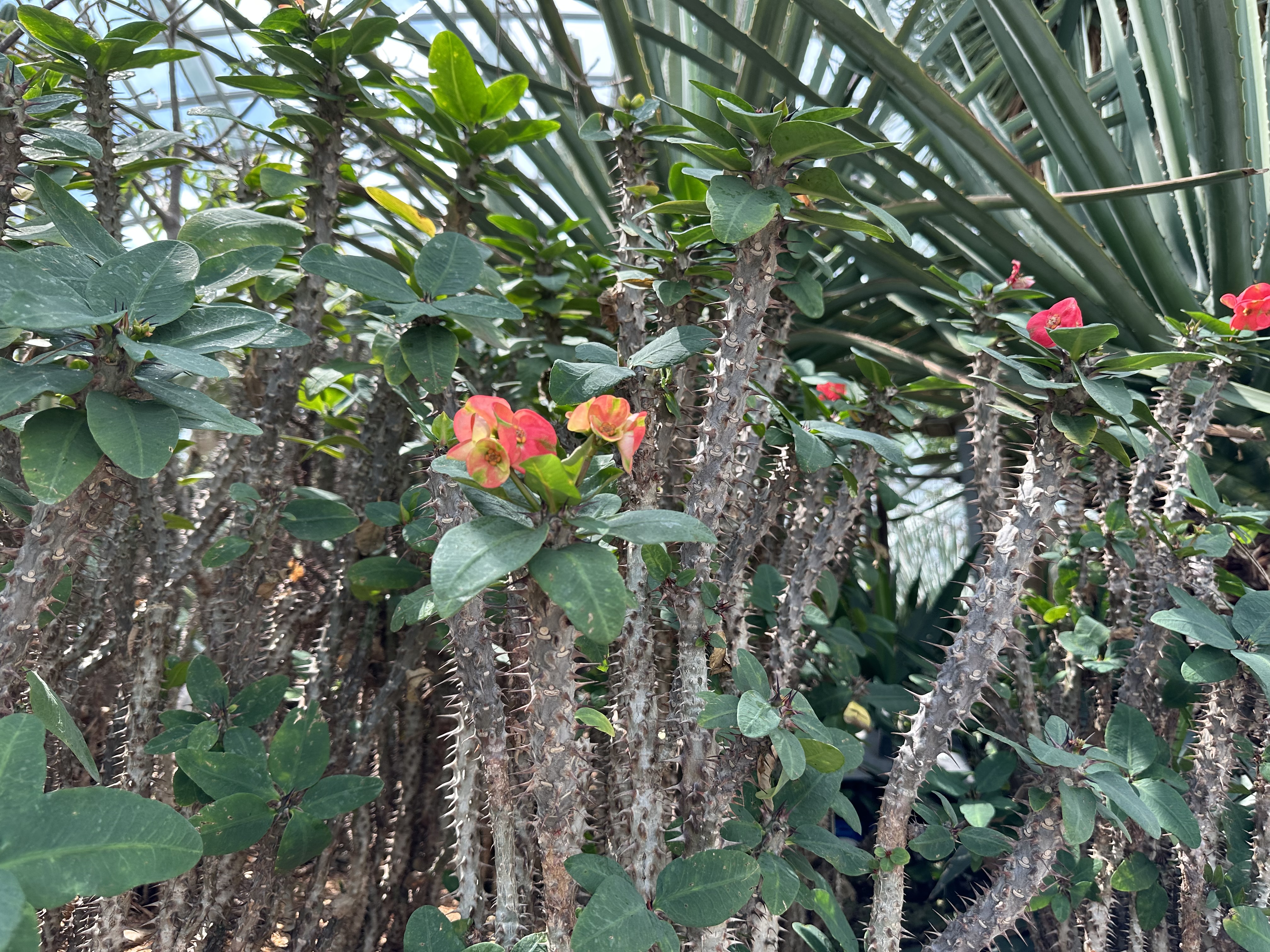 FF0B5910-86F0-4669-A0B0-8DF1F44F2E76.jpeg