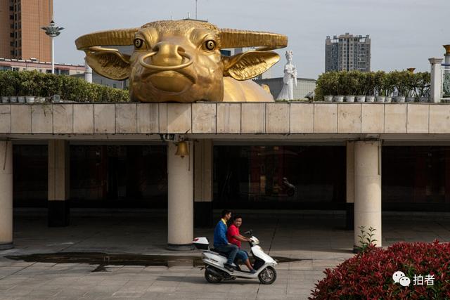 牛年，摄影师镜头里的“牛图”-9.jpg
