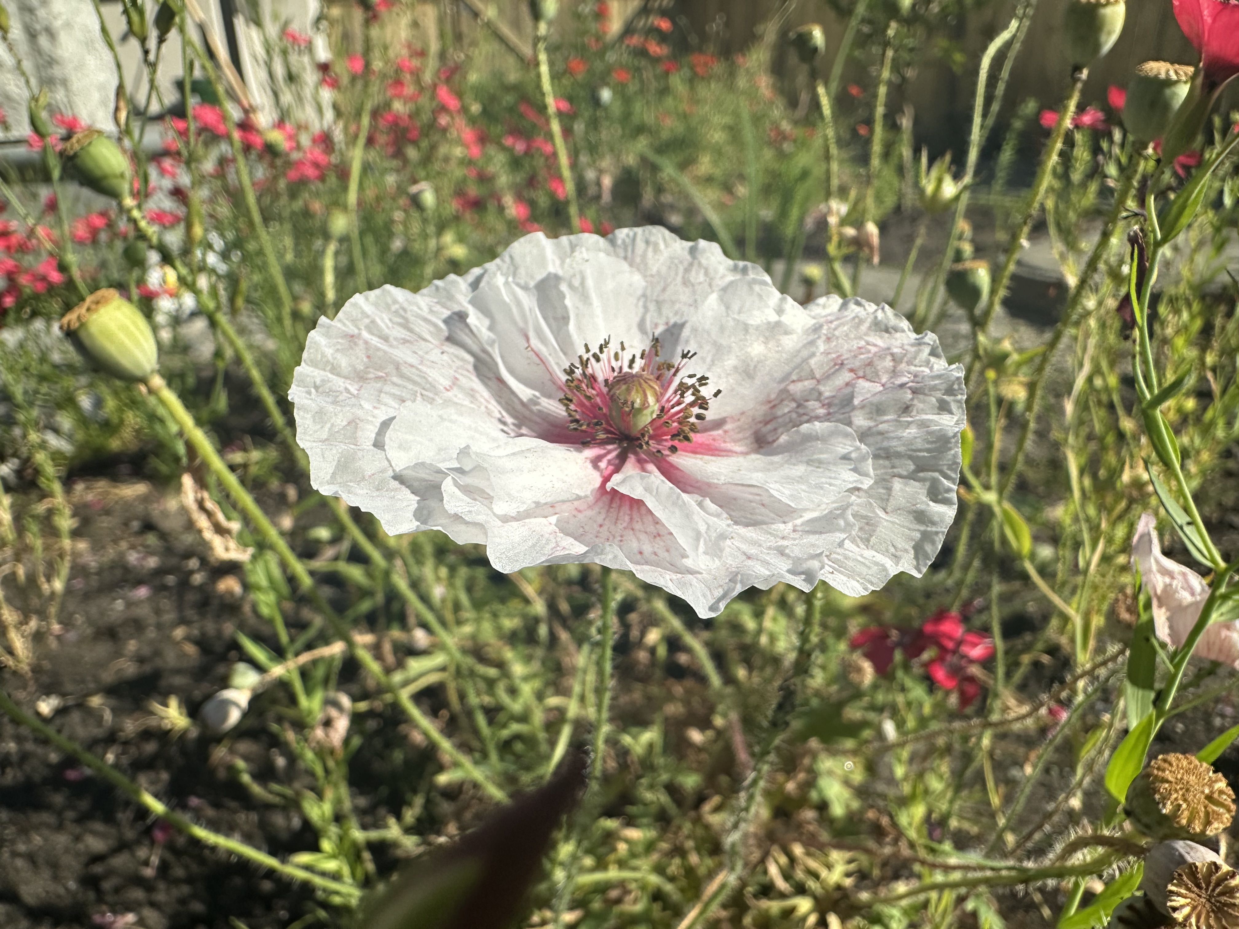 IMG_0185.jpeg